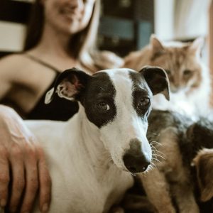 Heatstroke Response Guide for Dogs and Cats