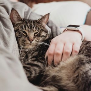 Wound Care Basics for Pet Owners