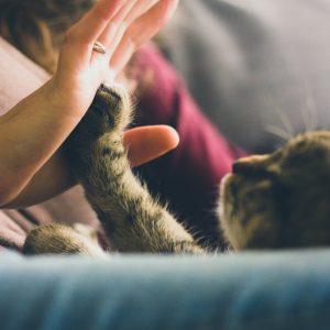 Quick Reference Chart: Common Pet Emergencies