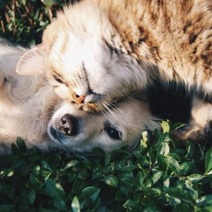 Emergency First Aid Guide for Pet Owners